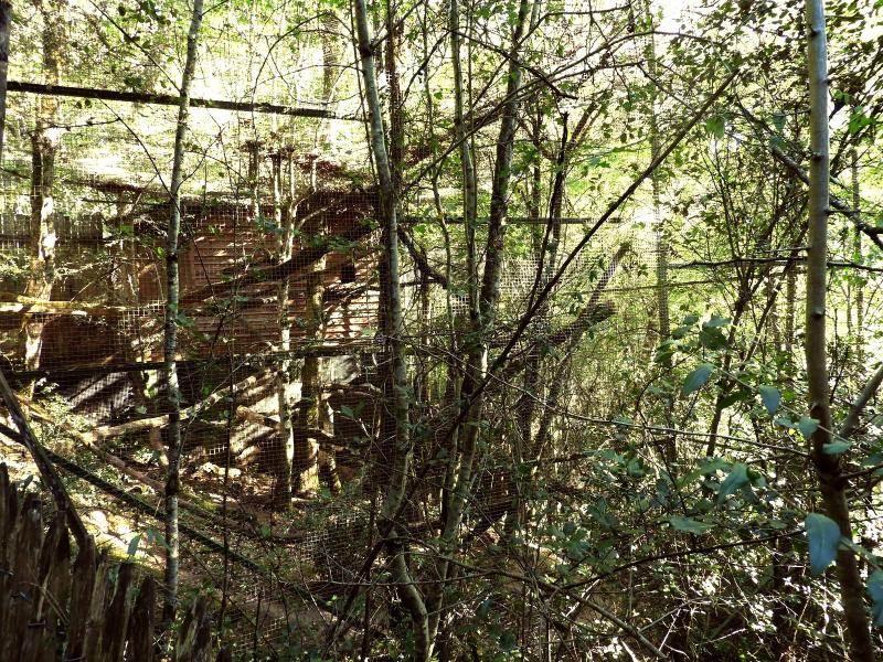 Hapalémur du lac Alaotra - 2019