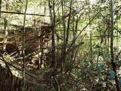 Hapalémur du lac Alaotra - 2019