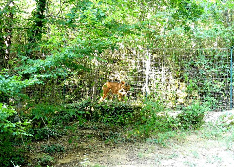 Loup à crinière
