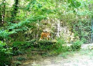Loup à crinière