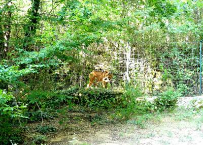 Loup à crinière - 2019
