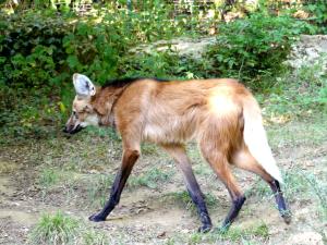 Loup à crinière