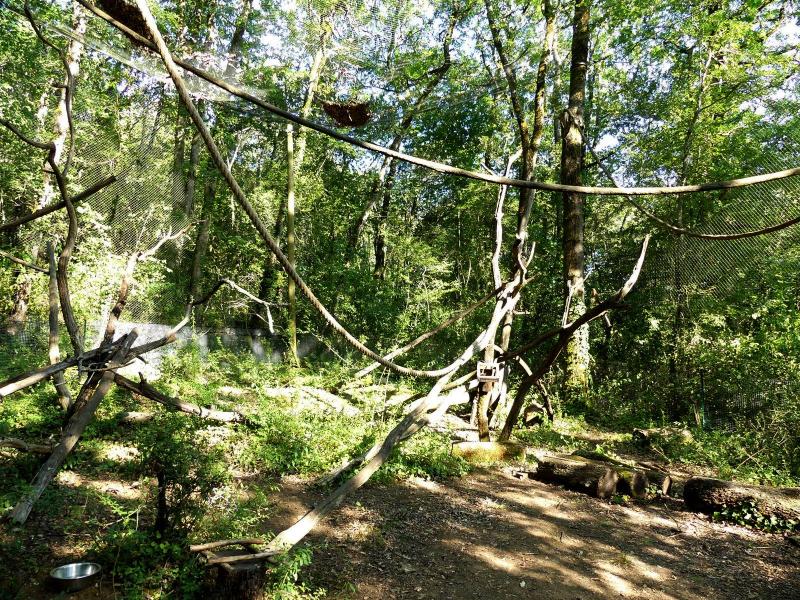 Lémur couronné - 2019