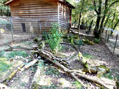 Potorou à long nez - 2019