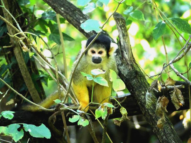 Saimiri à tête noire - 2019