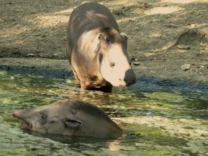 Tapir terrestre