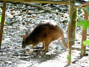 Wallaby de Parma