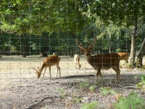 Cerf de Duvaucel