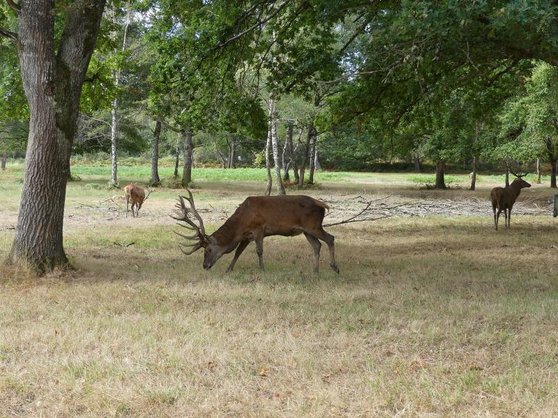 Cerf élaphe