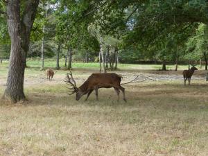Cerf élaphe