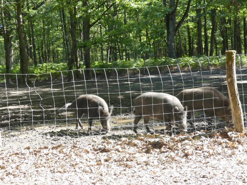 Sanglier