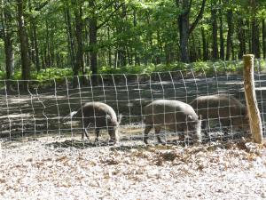 Sanglier