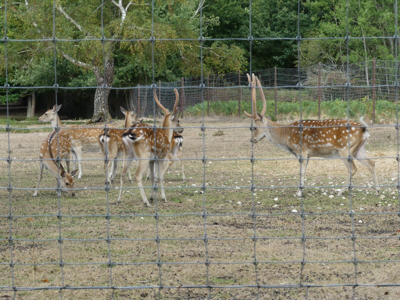 Sika de Formose