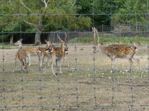 Sika de Formose