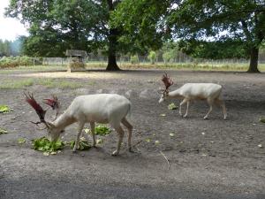 Daim blanc
