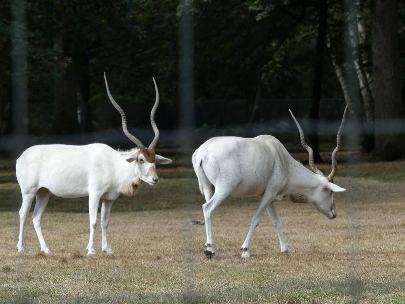 Addax