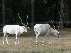 Addax
