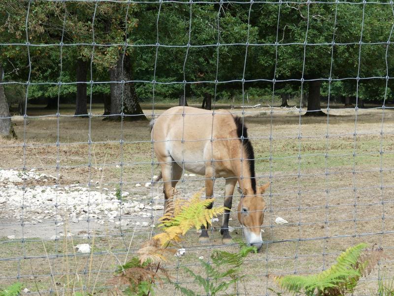 Cheval de Prezwalski