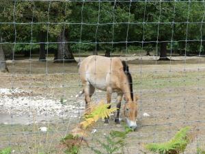 Cheval de Prezwalski