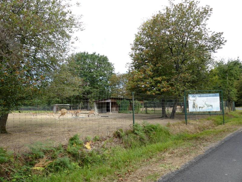 Sika de Formose