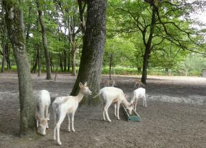 Daim blanc