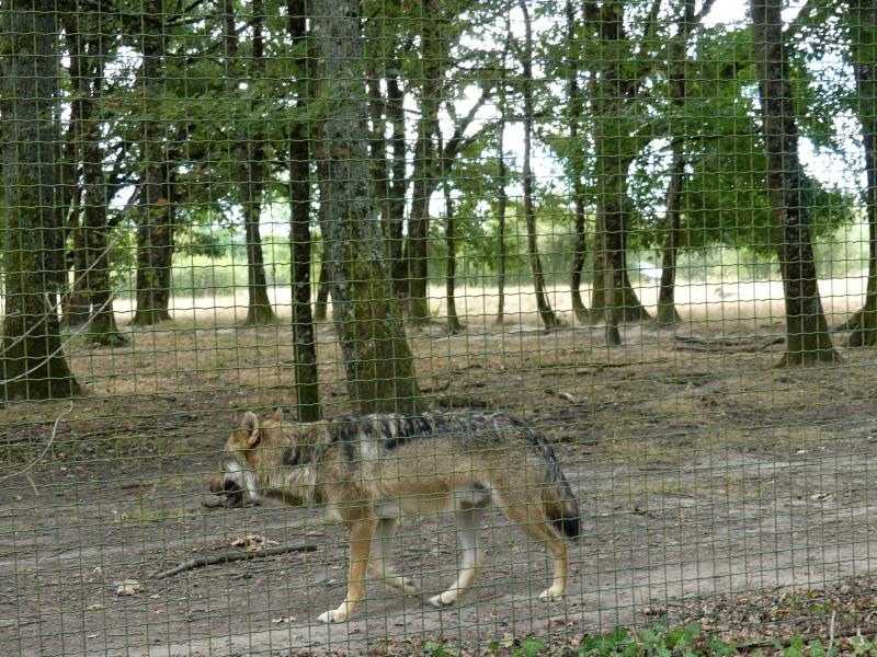 Loup d'Europe
