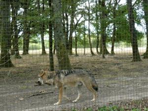 Loup d'Europe