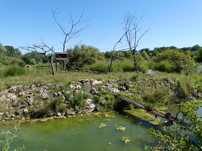 Lémur à ventre roux