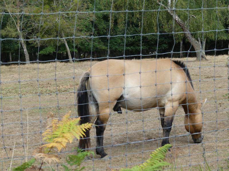 Cheval de Prezwalski