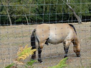 Cheval de Prezwalski