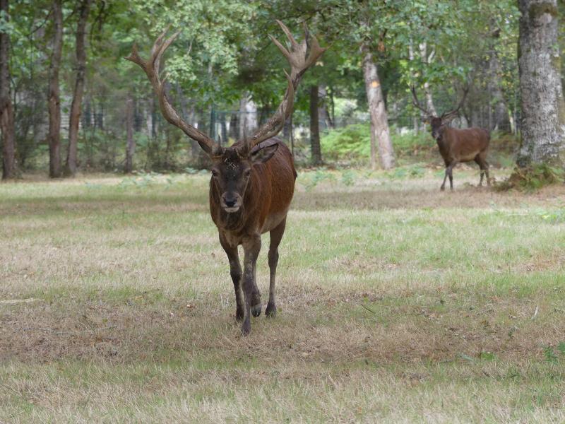 Cerf élaphe