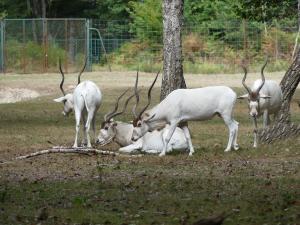 Addax