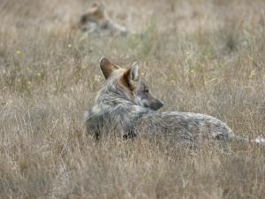 Loup d'Europe