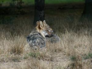 Loup d'Europe