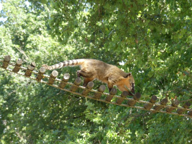 Coati roux