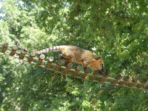 Coati roux