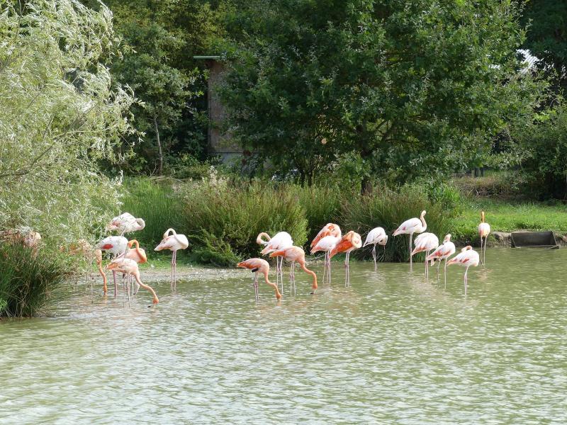 Flamant rose