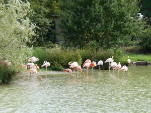 Flamant rose