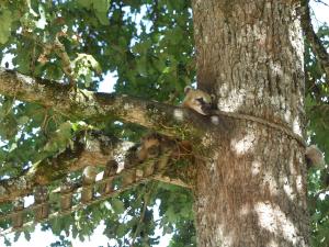 Coati roux