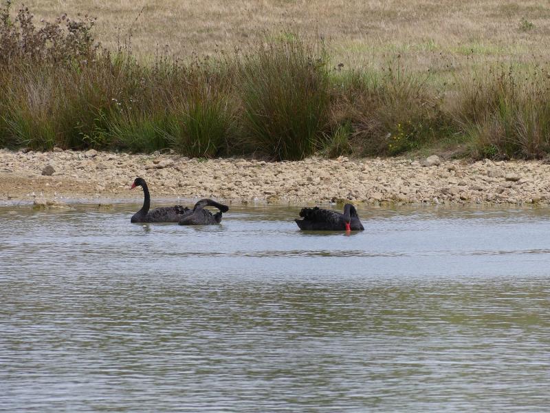 Cygne noir