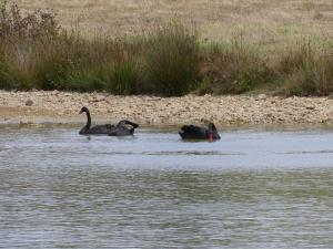 Cygne noir