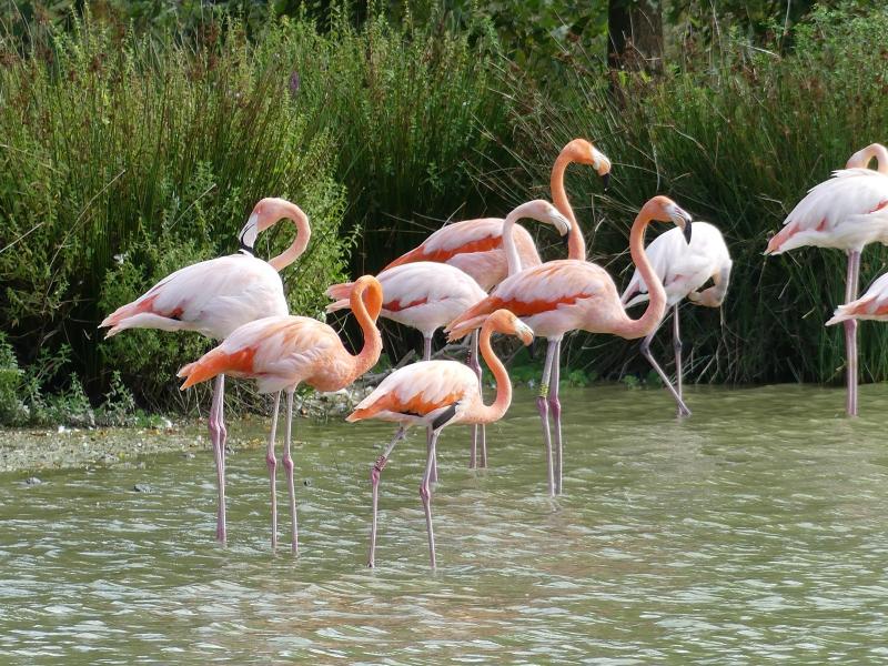 Flamant rose