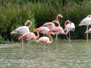 Flamant rose