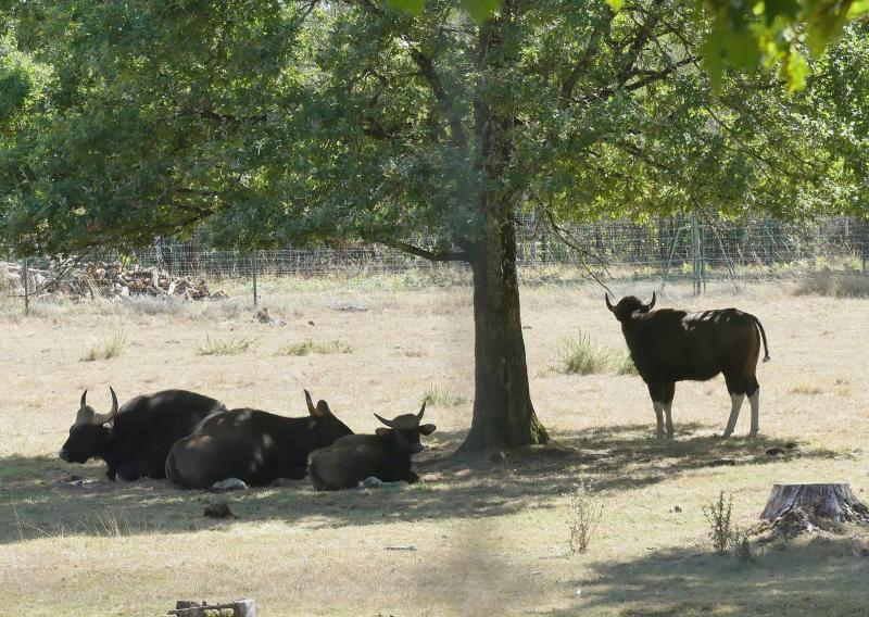Gaur