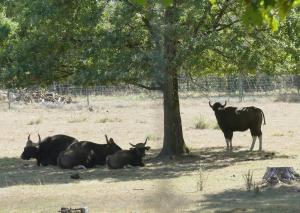 Gaur