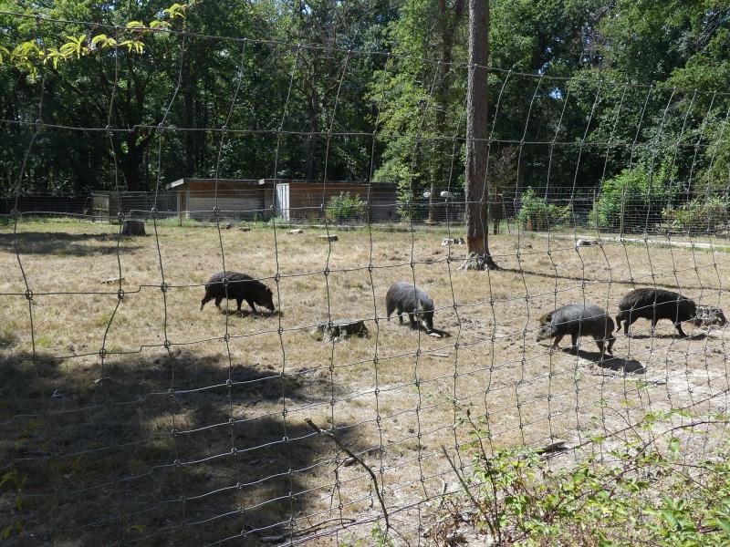 Pécari à lèvres blanches