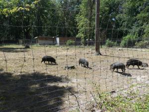 Pécari à lèvres blanches