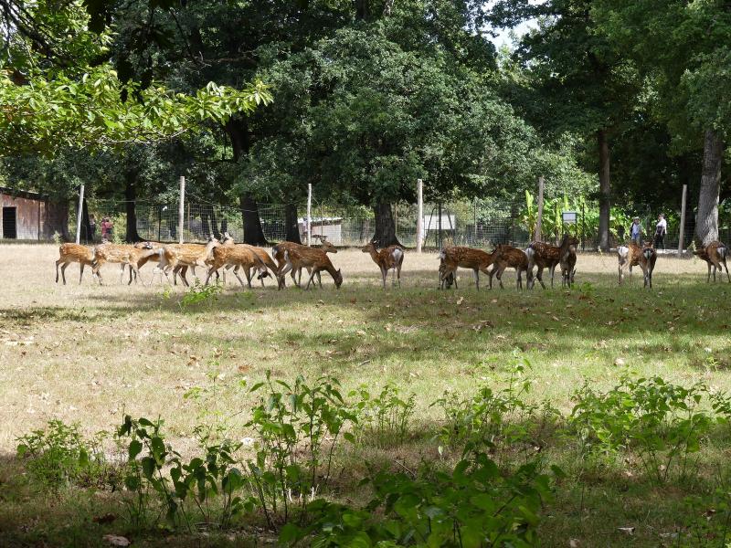 Sika du Japon