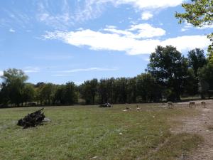 Vigogne - Nandou