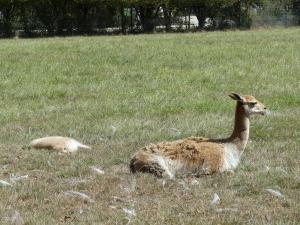 Vigogne